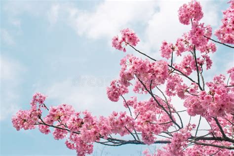Beautiful Cherry Blossom Sakura In Spring Time Over Blue Sky Stock