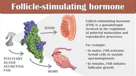 Fsh Levels Follicle Stimulating Hormone Explained 59 Off