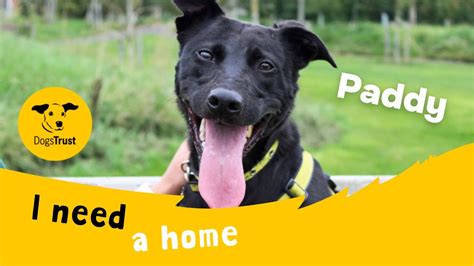 Paddy The Super Crossbreed Dogs Trust Darlington Youtube