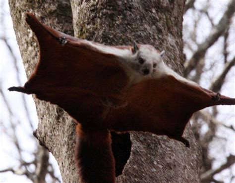 Chinese Flying Squirrel Flying Mammals Pinterest