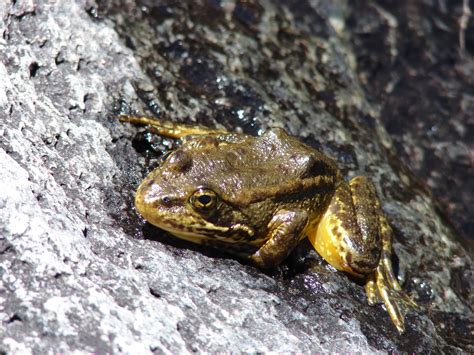 Lawsuit Launched Over Forest Services Failure To Protect Rare Frogs