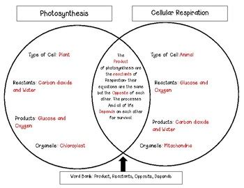 Photosynthesis and Cellular Respiration Venn Diagram by Ms Corey
