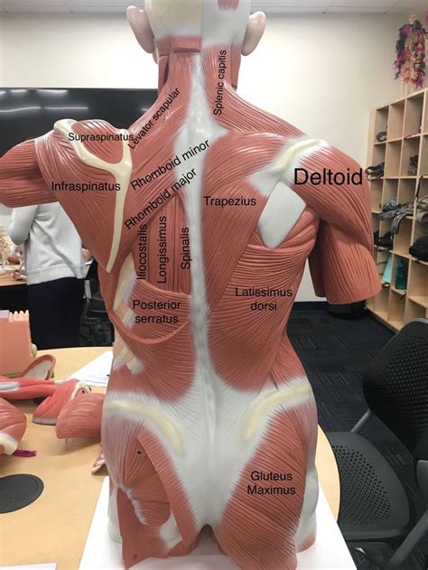 Upper Back Anatomie Und Physiologie Anatomie Muskeln Anatomie
