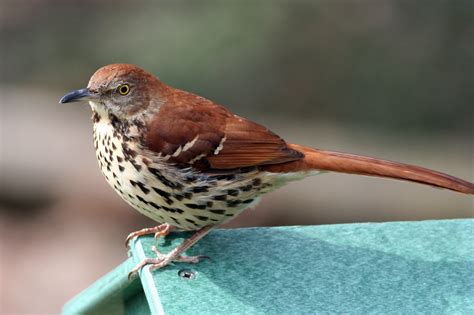 All About Birds Brown Thrasher