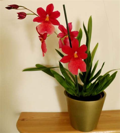 Caring For Orchids As House Plants
