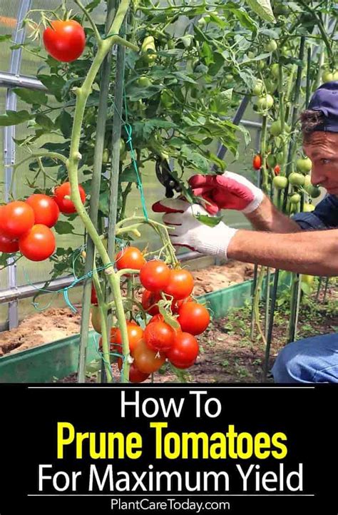 An Older Man Is Tending To Tomatoes In The Garden With Text Overlay
