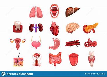 Liver Intestines Bladder Lungs Kidneys Stomach Organs