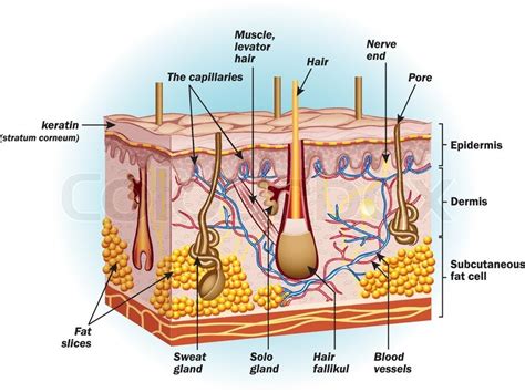 Just the sample preparation of this image. The structure of human skin cells | Stock Vector | Colourbox