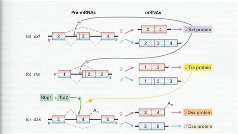 alternative splicing events in sex determination pathway in drosophila download scientific