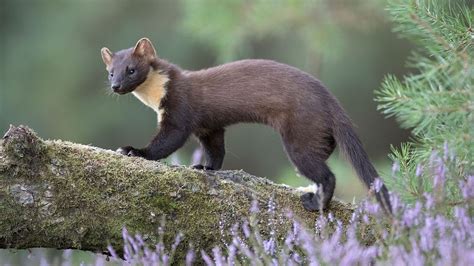 Marten And Fisher History And Some Interesting Facts