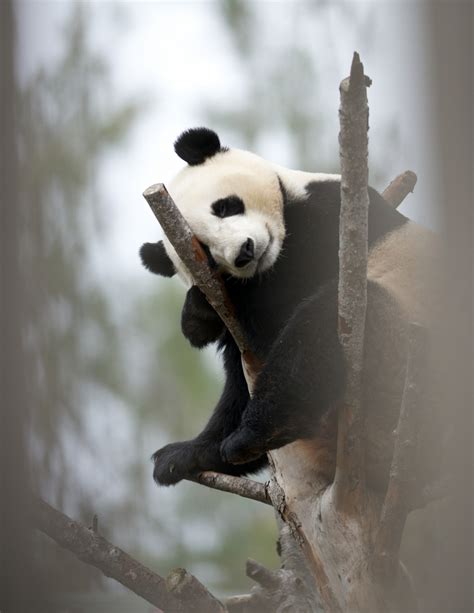 Pandas Pandas Photo 39377327 Fanpop