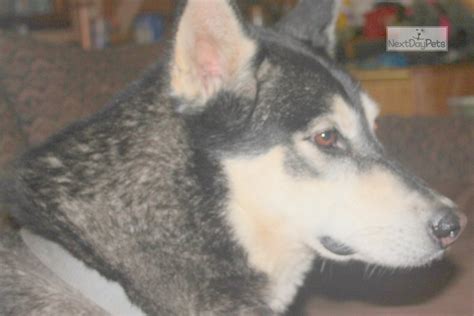 Bea Wolf Hybrid Puppy For Sale Near Fort Smith Arkansas F E Ff E