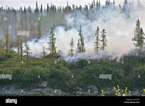 Forest Fire Taiga Of The Polar Urals In Smoke And Flame Stock Photo