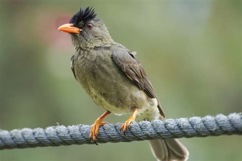 Four Rare Bird Species to look out for in the Seychelles | TravelQuest