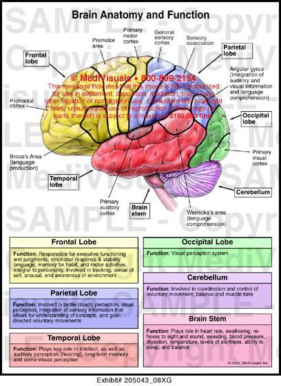 Brain Parts And Functions Yasemins Extended Project Understanding