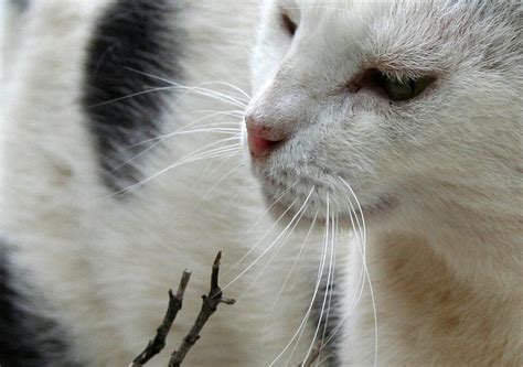 Piebald Cat Cute Cats