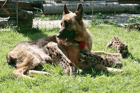 German Shepherd Cares For Cougar Cubs In Russian Zoo Boing Boing