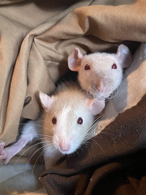 Fancy Dumbo Albino Rat