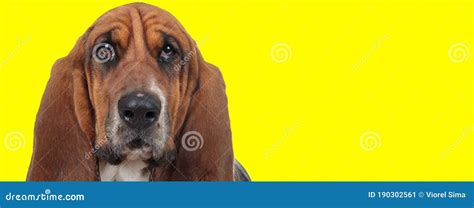 Begging Mastiff Making Puppy Eyes Stock Image Image Of Pedigree