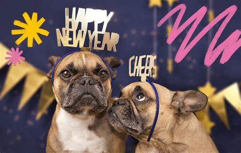5 New Years Resolutions To Benefit You And Your Dog Dogtv