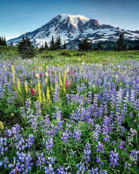 Mount Rainier National Park Washington United States