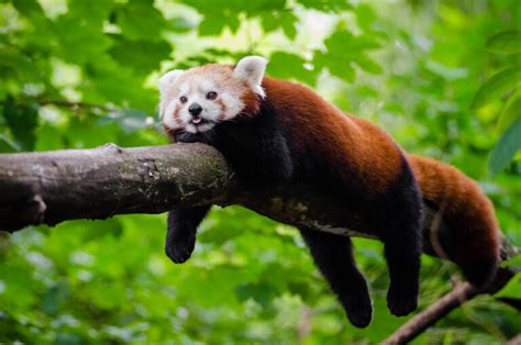 Red Panda Characteristics And Conservation Status