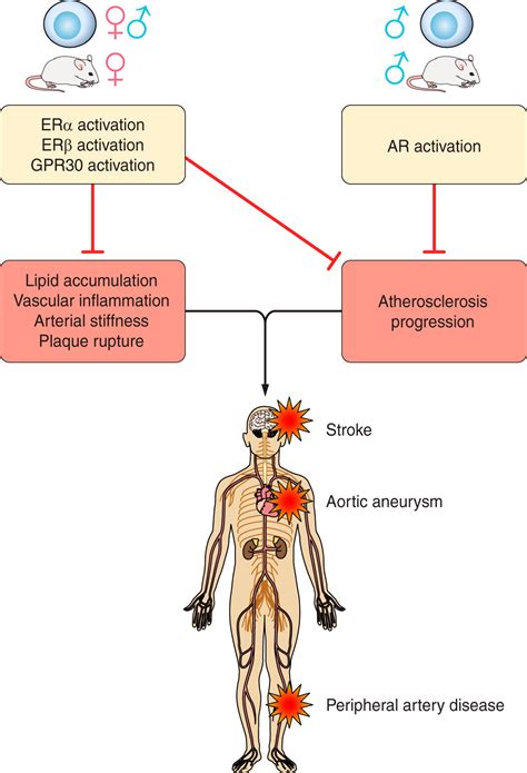 Sex Differences In Vascular Physiology And Pathophysiology Estrogen And Androgen Signaling In