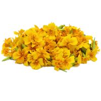 Download Marigold Free PNG photo images and clipart | FreePNGImg png image