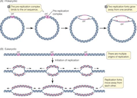 Dna Replication Enzymes Of Prokaryotes And Their Role Vrogue Co