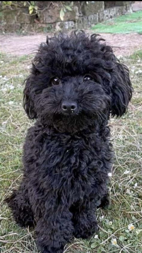 Male Puppy Poodle Maltese Mix