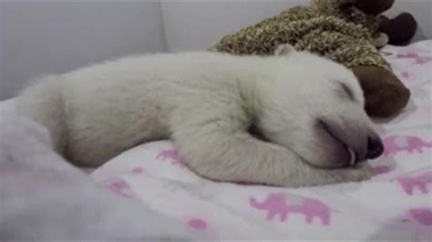 Watch Sleeping Polar Bear Cub Will Capture Your Heart