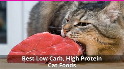Canned cat foods contain at least 95% organic ingredients, and the wet food has at least 70%. The Best High Protein, Low Carb Cat Food Reviews for 2020