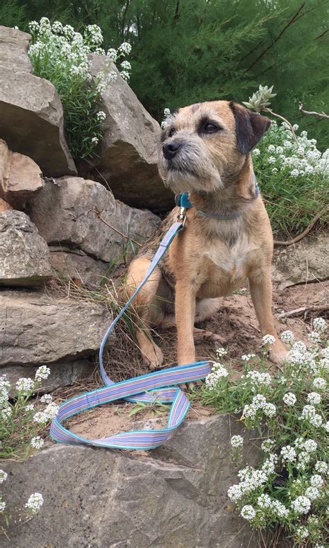Pin On Border Terriers