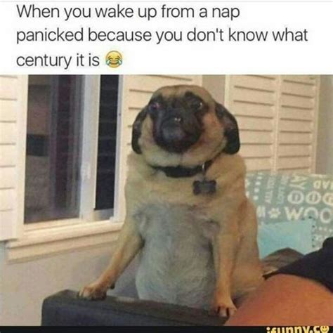 101 Cute Pug Memes When You Wake Up From A Nap