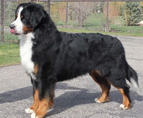 Pin By Bumps On Bernese Mountain Dogs Bernese Mountain Dog Dogs