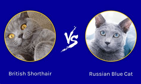 British Shorthair Vs Russian Blue Cat What Are The Key Differences