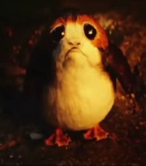 Would You Eat A Porg Chess Forums