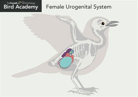 Bird Anatomy Female Urogenital Reproductive System Anatomy Bird