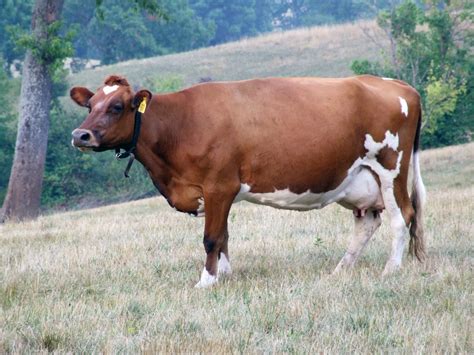 1000 Images About Cows On Pinterest Jersey Cows Cow And Holstein Cows