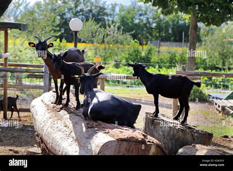Group Of Goats Stock Photo Alamy