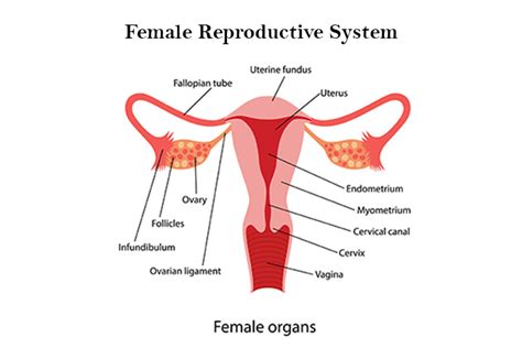Female Organs Diagram Female Reproductive System Labeled Diagram