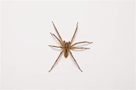 Brown Recluse Spider Bite Poisoning In Cats Petmd