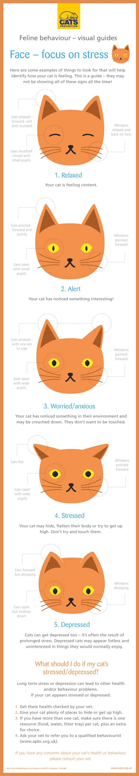 Feline Behaviour Explained Recognising Stress In Your Cats Face