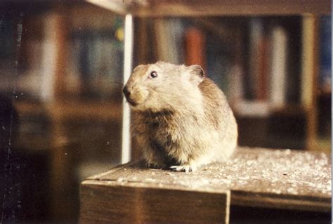 Afghan Pika Chester Zoo 11 June 1987 Zoochat