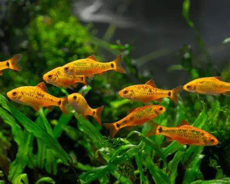Stunning Types Of Orange Tropical Fish With Pictures
