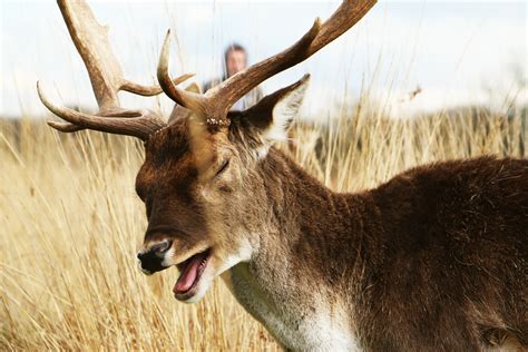 Free Images Wildlife Horn Mammal Fauna Antler Reindeer