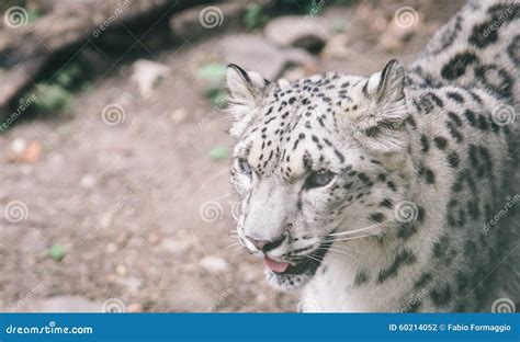 Snow Leopard Close Up Portrait Stock Photo Image Of Predator