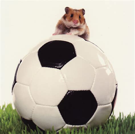 Thomas Willerich Fußball Und Hamster