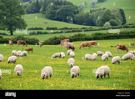Cattle And Sheep Grazing In A Shropshire Field England Uk Stock Photo