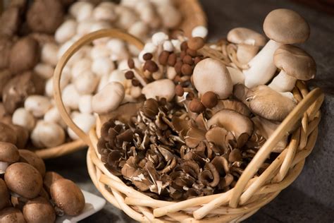 Mushroom Nutrition